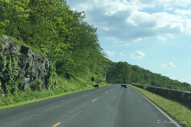 Two Baby black bears, Skyline Drive, Shenandoah National Park 