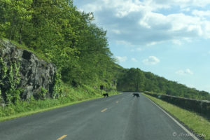Two Baby black bears, Skyline Drive, Shenandoah National Park