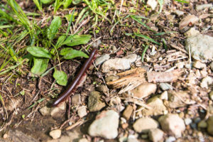 North American Millipede - Narceus Americanus, Shenandoah National Park VA