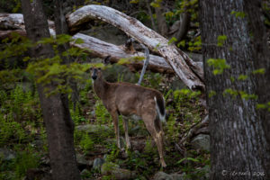 Female Virginia White-Tailed Deer, Shenandoah National Park VA