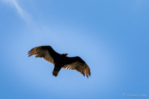 Turkey Vulture - Cathartes aura against a blue sky, Shenandoah National Park VA