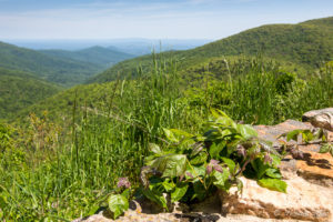 View from the Ivy Creek Overlook, Shenandoah National Park VA