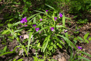 Virginiana Spiderwort - Tradescantia Virginiana, Shenandoah National Park VA