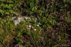 Bluets Houstonia caerulea, Ivy Creek Overlook, Shenandoah National Park VA