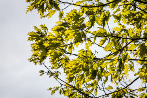 Yellow-green maple leaves, Shenandoah National Park VA