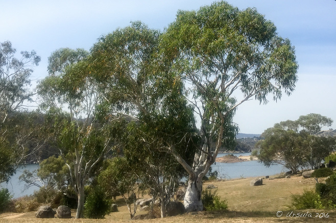 Broad gum tree, Lake Jindabyne foreshore, Australia