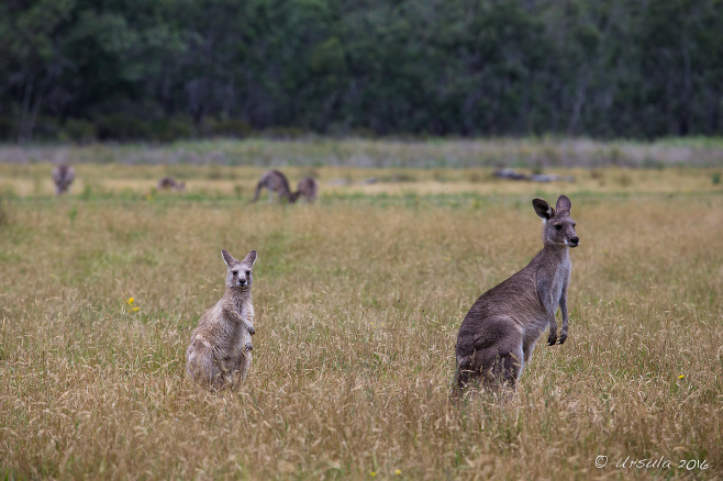 Eastern grey kangaroo (Macropus giganteus) in open grasslands, Geehi Flats, Kosciuszko National Park AU