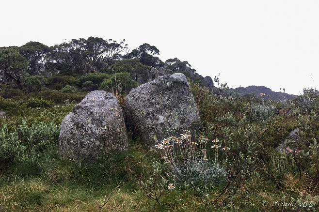 Granite rocks and spent snow daisies, Charlotte Pass , Kosciuszko National Park, Australia 