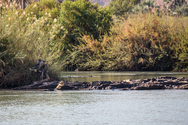 Landscape: Crocodile on the Kunene River