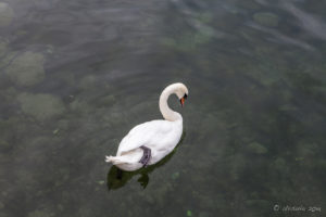 Mute Swan (Cygnus Olor on the Reuss, Lucerne Switzerland