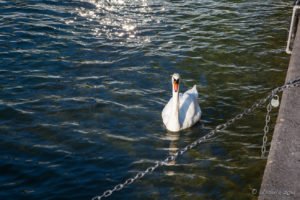 Swan on Lake Lucerne, Switzerland