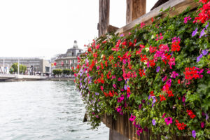 Petunias on the Chapel Bridge, Lucerne