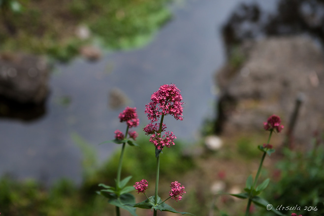 Red Flowers, Jenolan Caves Reserve, NSW Australia 