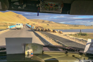 View through a UAZ windscreen: Sheep on a Mongolian Roadway