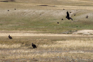 Eurasian Black Vulture (Aegypius Monachus) on a Mongolian grassy plain.