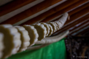 dried yogurt on a string inside a Mongolian ger.