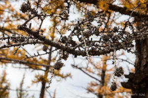 Dry Cones on larch tree branches,