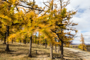 Wind in the Larch Trees Chuluut Gorge Mongolia