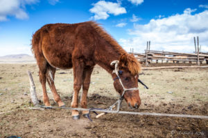 Young Foal tied to a ground rope, Mongolia