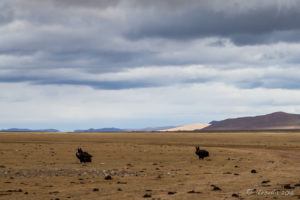 Cinereous Vultures (Aegypius Monachus) on Mongolian grasslands.