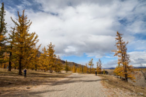 Gavel road into yellow larch trees, Chuluut Gorge Mongolia