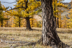 Larch Tree Trunk, Chuluut Gorge Mongolia