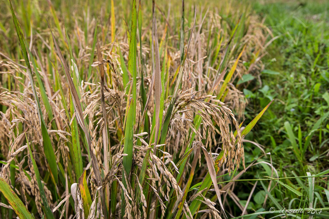 Heads of rice, ready for cultivation, Taro, Bali Indonesia