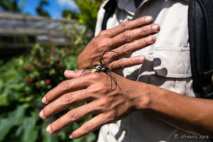 Golden silk orb-weaver spider (Nephila) on a man's hands, Bali