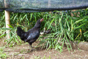 Black hen with baby chicks hiding in grass, Bali