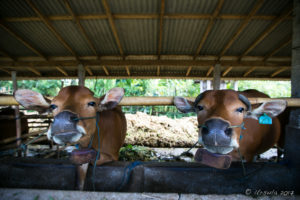 Gentle Balinese cows, Bali