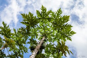 Looking up through the leaves of a pawpaw tree, Bali