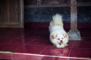 A fluffy white dog stretching, Bali