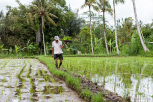 Balinese man in a flooded rice paddy, Gianyar, Bali