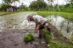 Balinese man in a flooded paddy transplanting rice, Gianyar, Bali