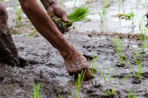 Balinese man's hands transplanting rice, Gianyar, Bali