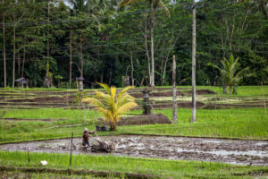 Balinese man Tilling the Rice Fields, Gianyar, Bali