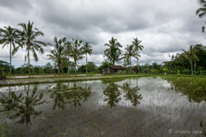 Palm trees reflecting in the Rice Paddies, Gianyar, Bali