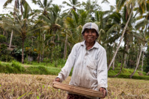 Old Woman Sorting RIce, Gianyar, Bali