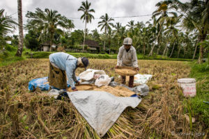 Old Women Sorting RIce, Gianyar, Bali