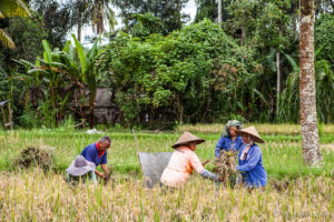 Group of Balinese people harvesting rice, Gianyar, Bali