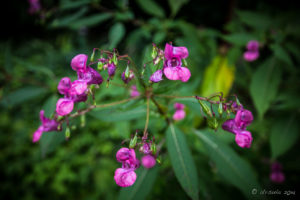 Purple wildflowers, Melk Vienna