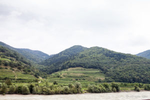 Vineyards - Wachau Valley Austria
