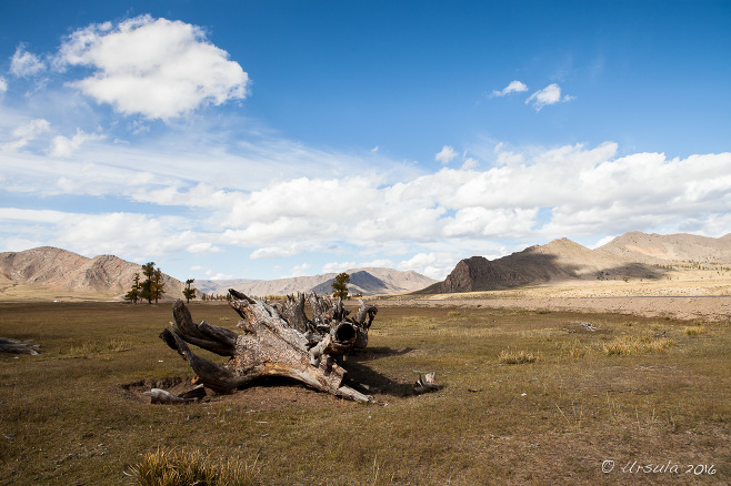 Dead larch tree trunk on an open grassland, mountains in the background, Zavkhan Mongolia