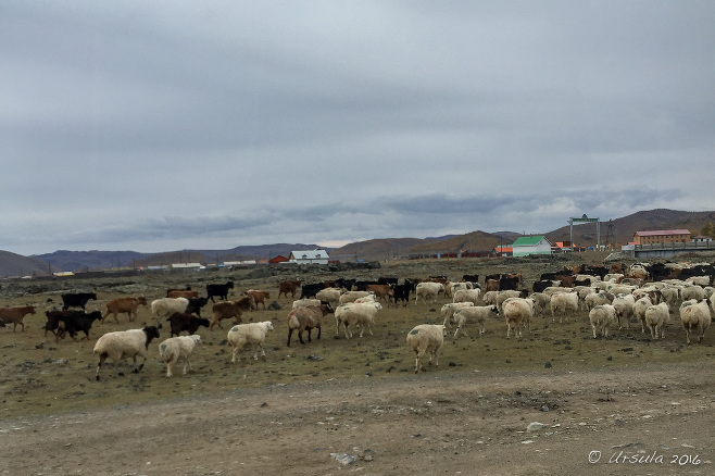 Cashmere Goats alongside a gravel road, Tariat, Arkhangai Province Mongolia