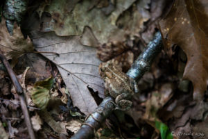 Frog in the Leaf Litter, Blue Ridge Parkway, VA USA