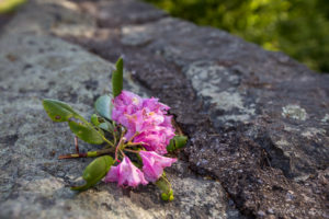 Fallen pink Rhododendron flower, Blue Ridge Parkway VA USA