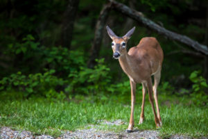 White Tailed Deer, Blue Ridge Parkway, VA USA