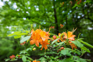 Flame Azalia in flower, Blue Ridge Parkway, VA USA