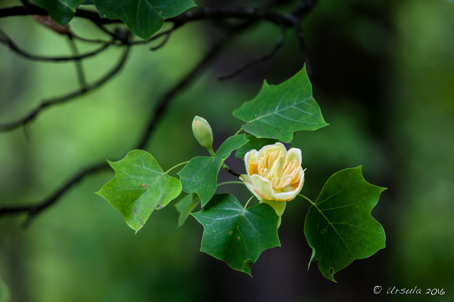 Tulip Tree Flowers, Blue Ridge Parkway VA USA