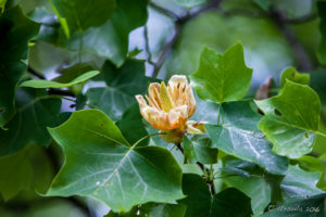 Tulip Tree Flowers, Blue Ridge Parkway, VA USA